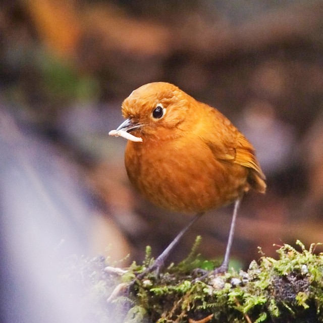 Urubamba Antpitta