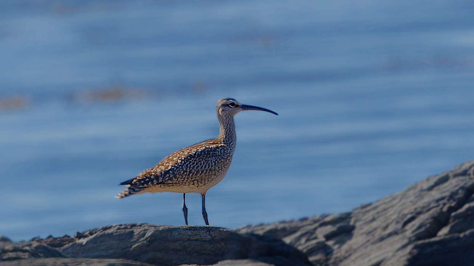 Whimbrel