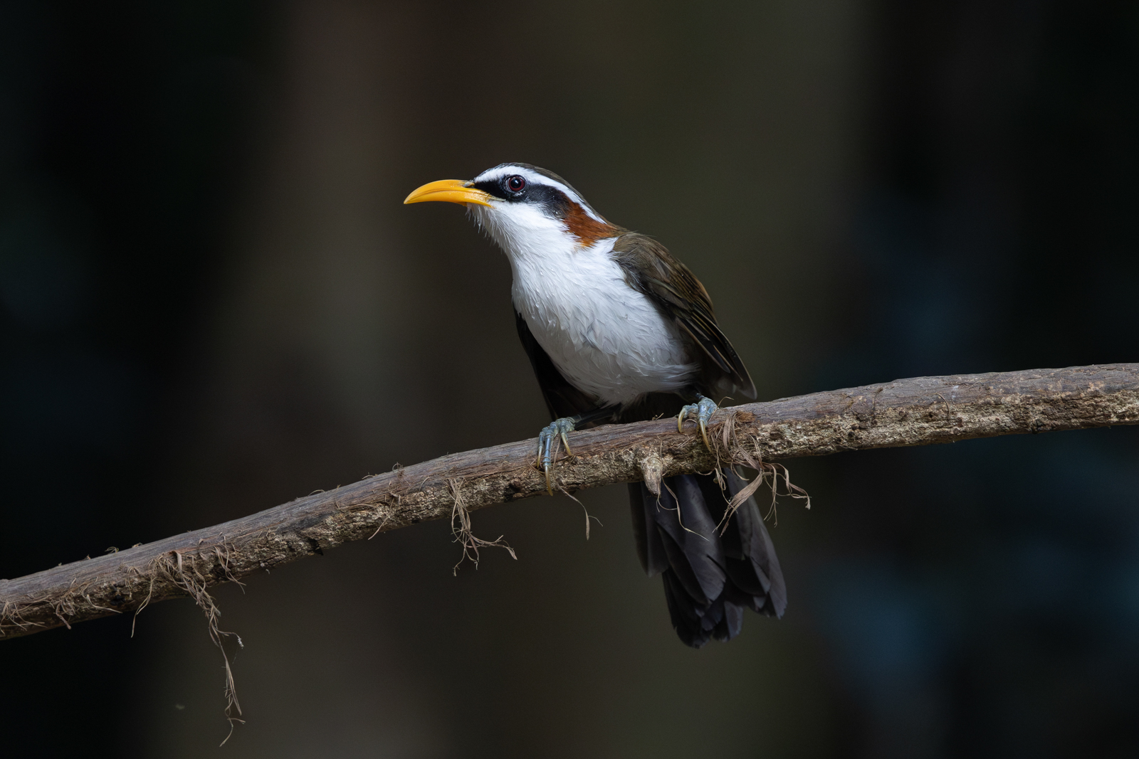 White-browed Scimitar-Babbler