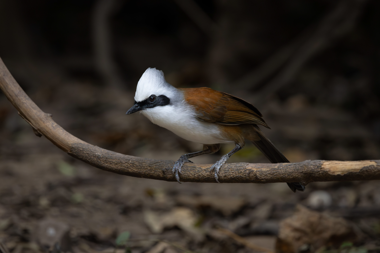 White-crested Laughingthrush