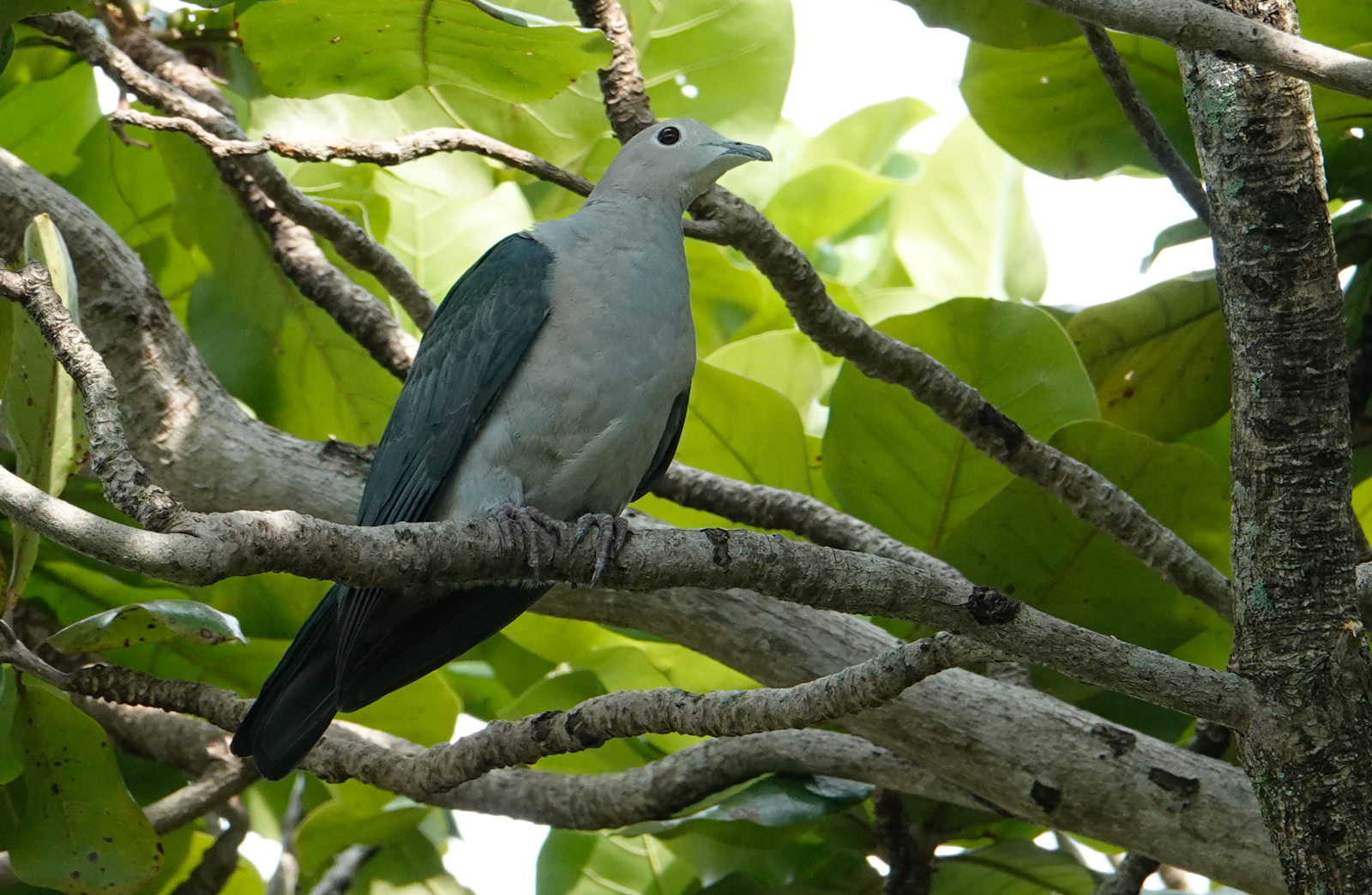 Green Imperial Pigeon