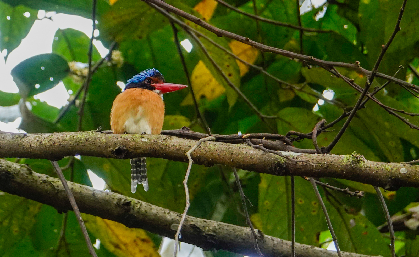Banded Kingfisher