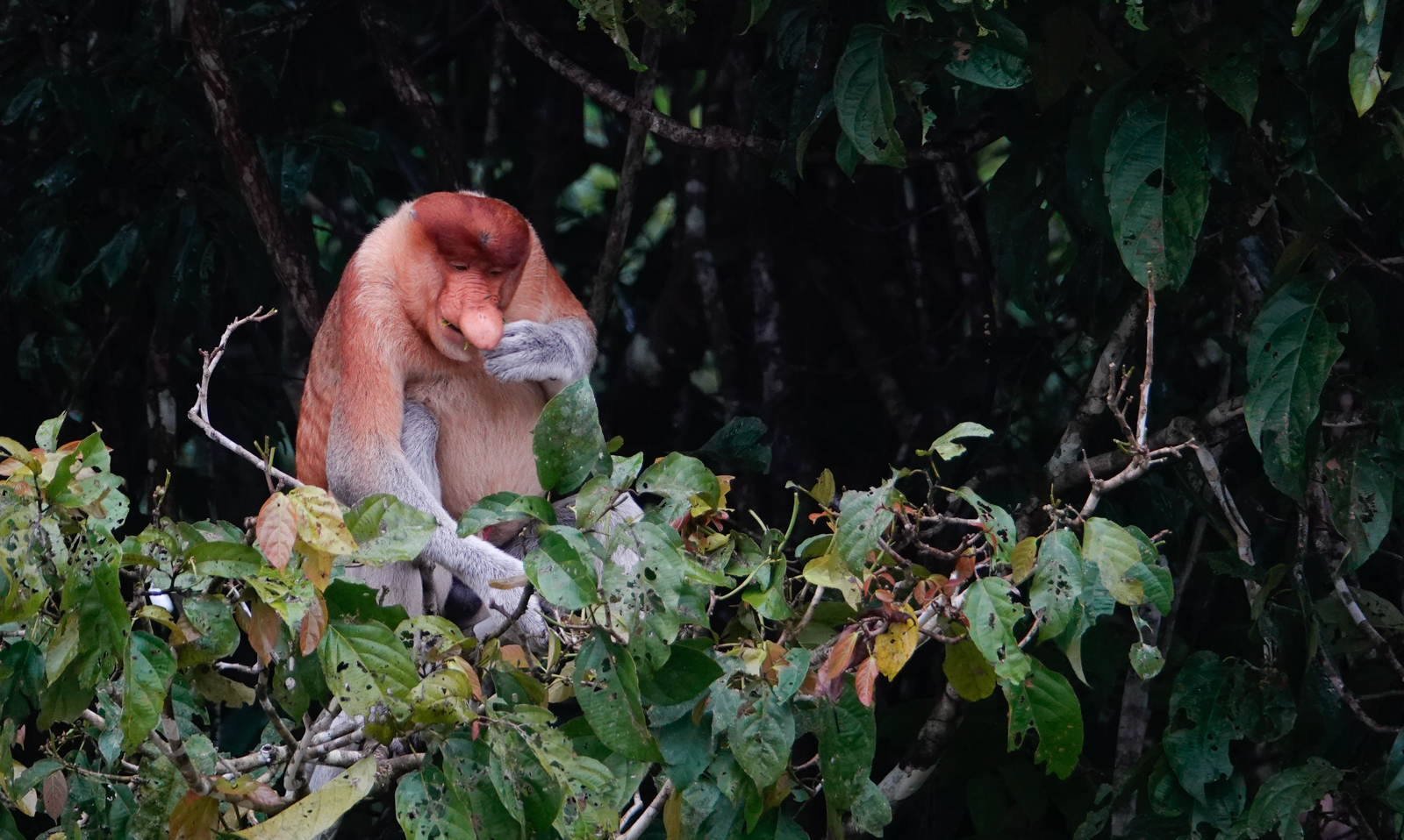Proboscis Monkey