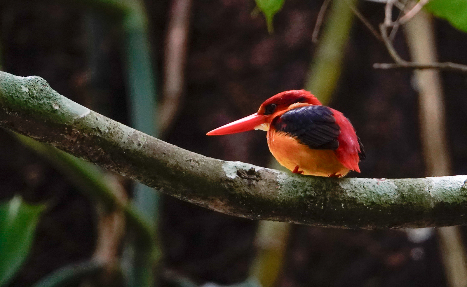Rufous-backed Dwarf-Kingfisher