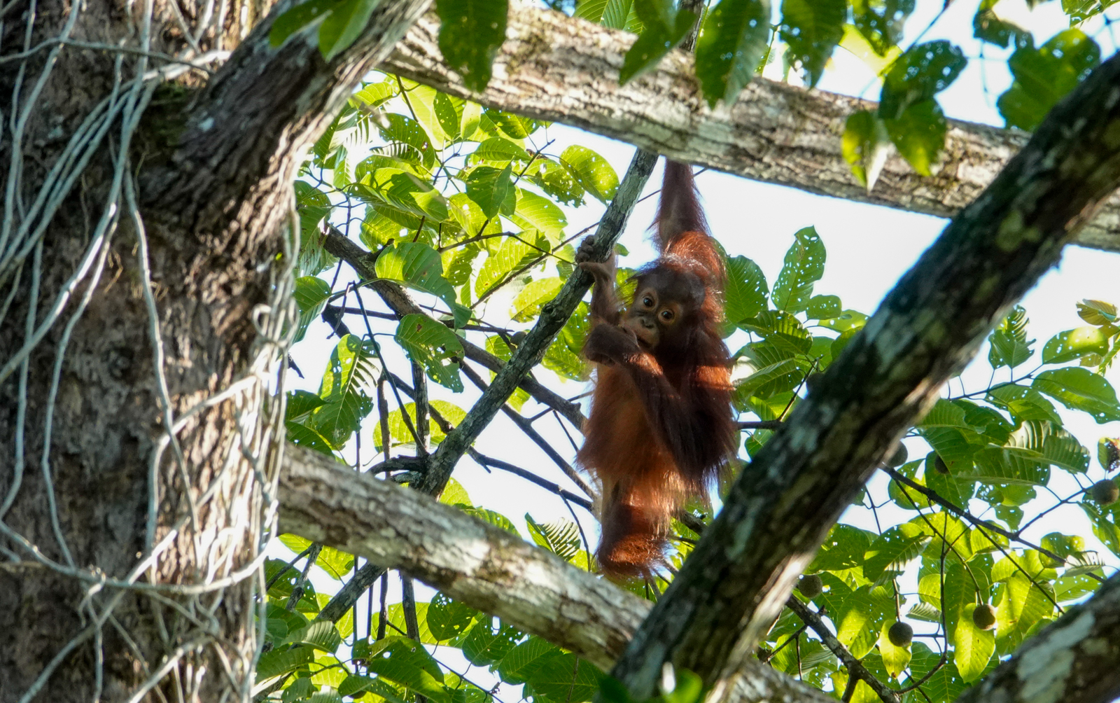 Orangutang youngster
