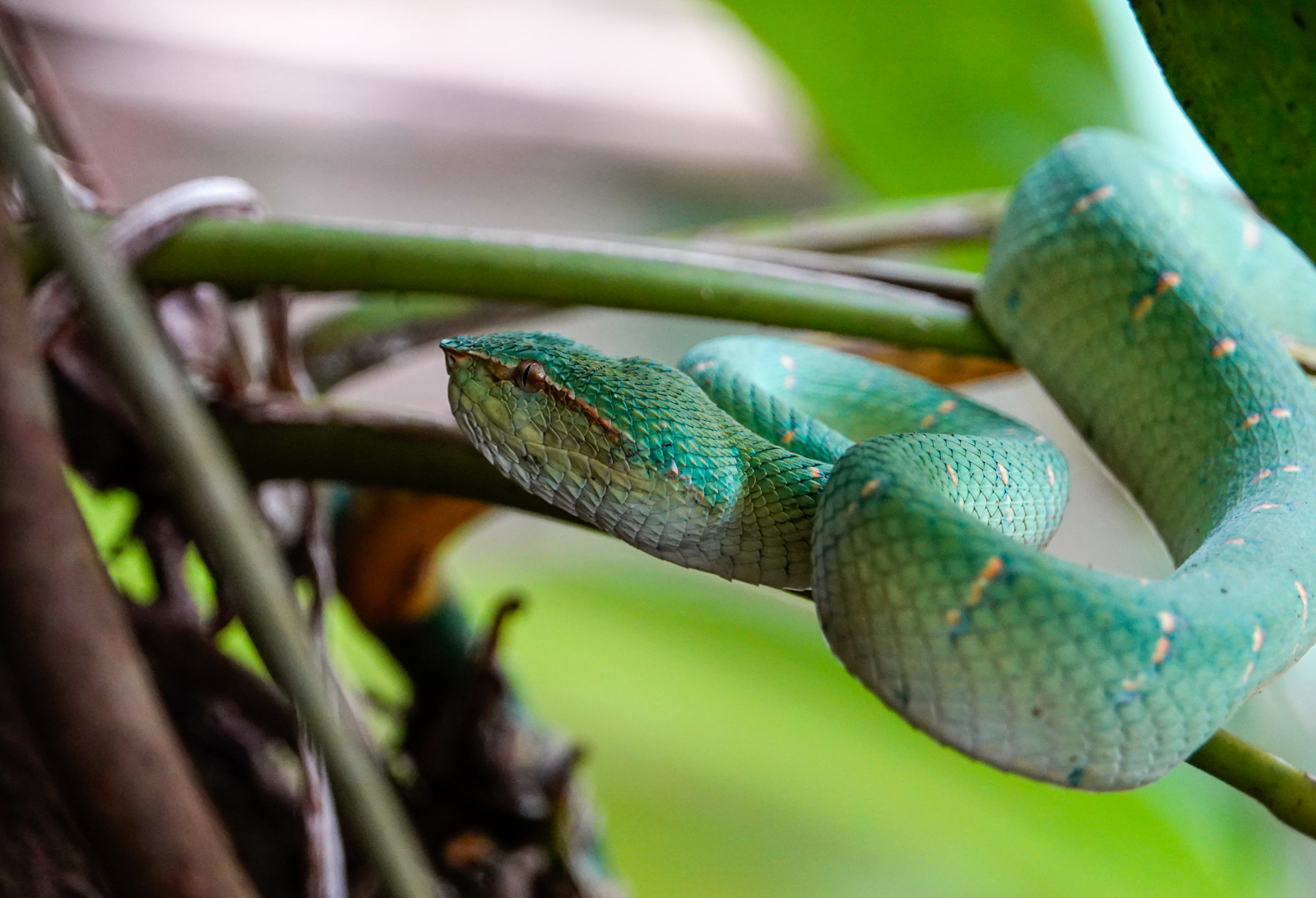 Philippine Temple Pitviper