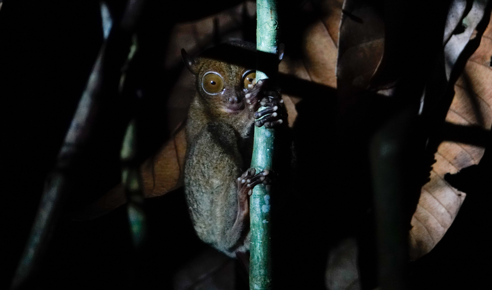 Western Tarsier
