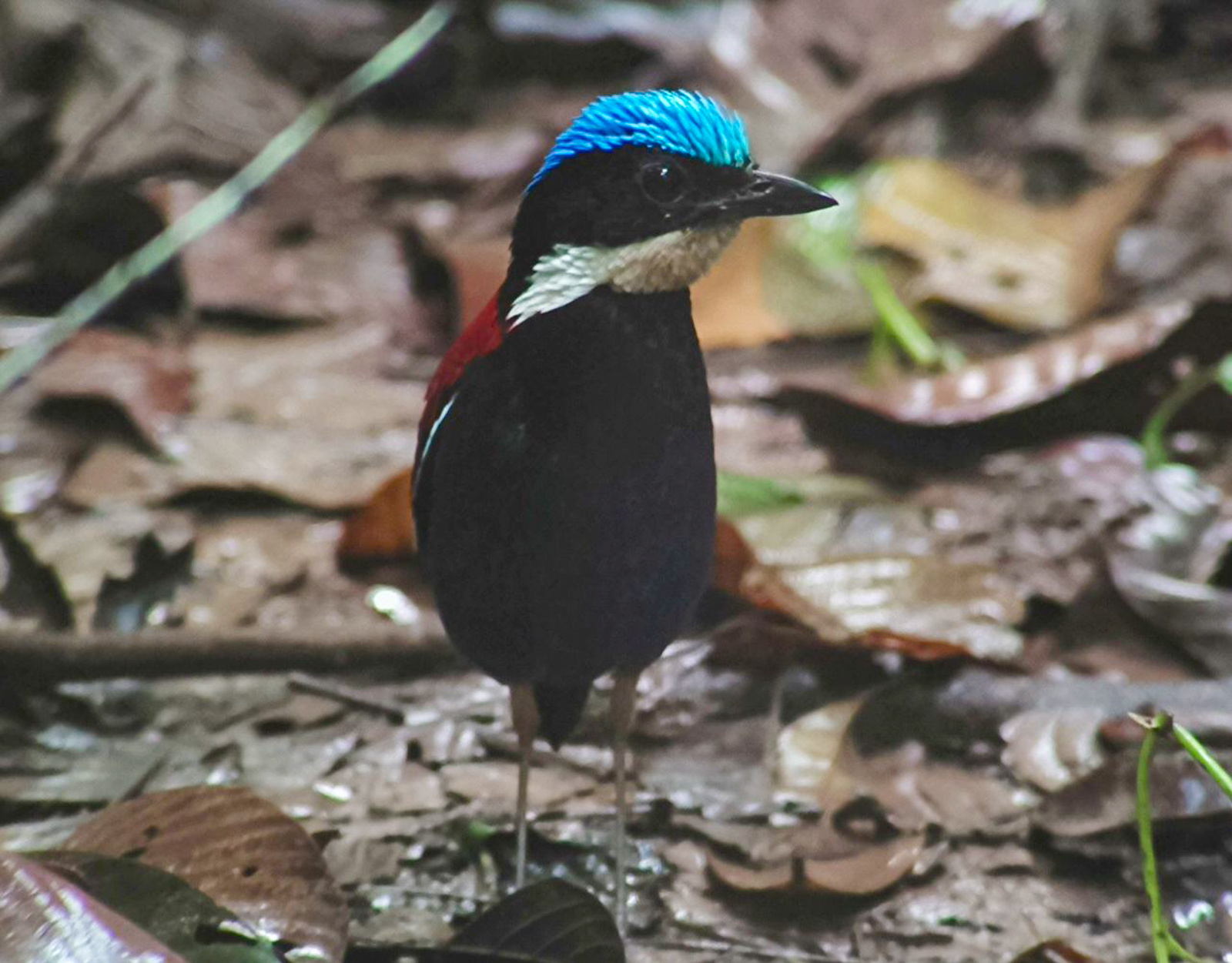Blue-headed Pitta 