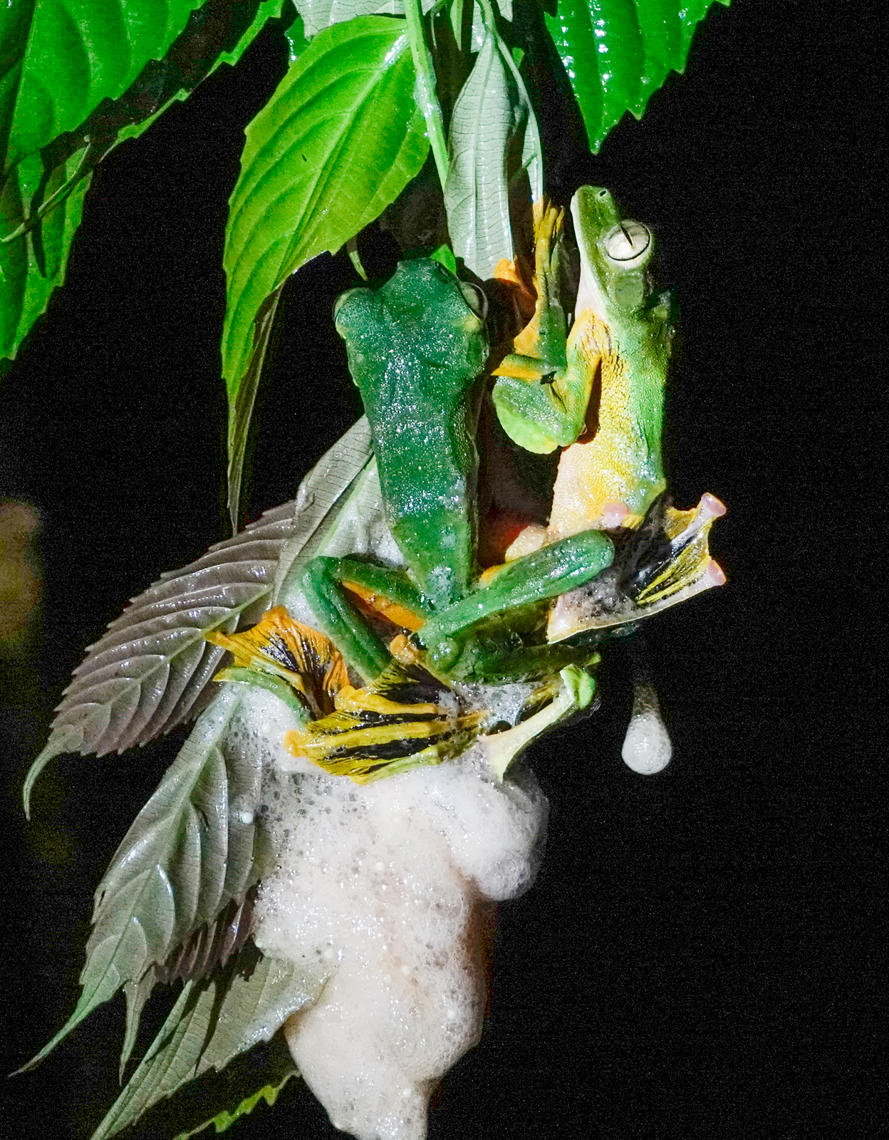 Wallace's Flying Frogs