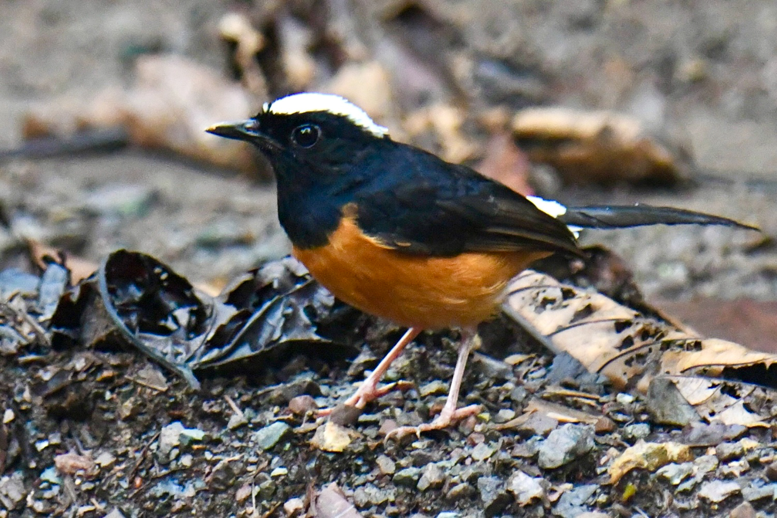 White-crowned Shama