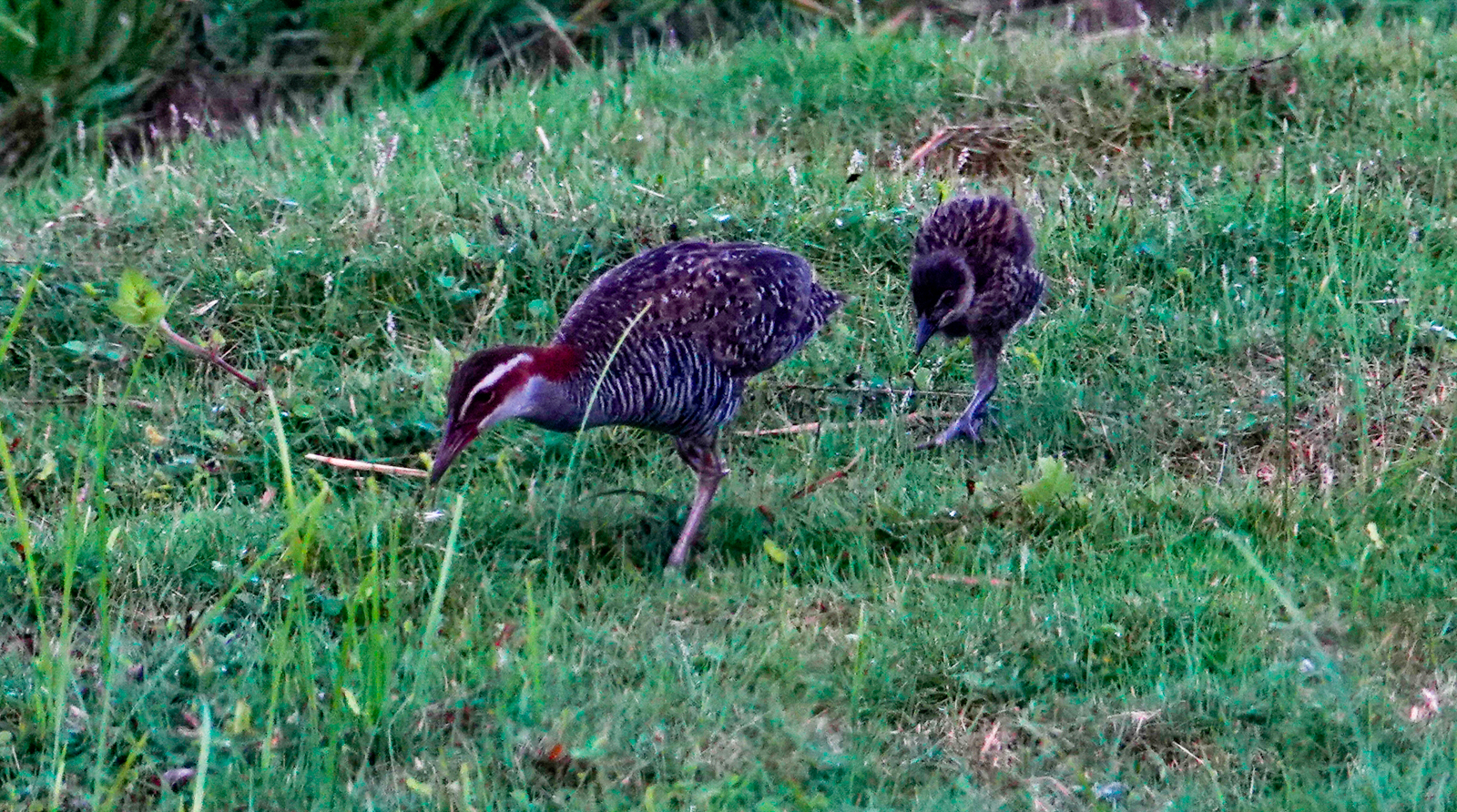 Buff-banded Rail family