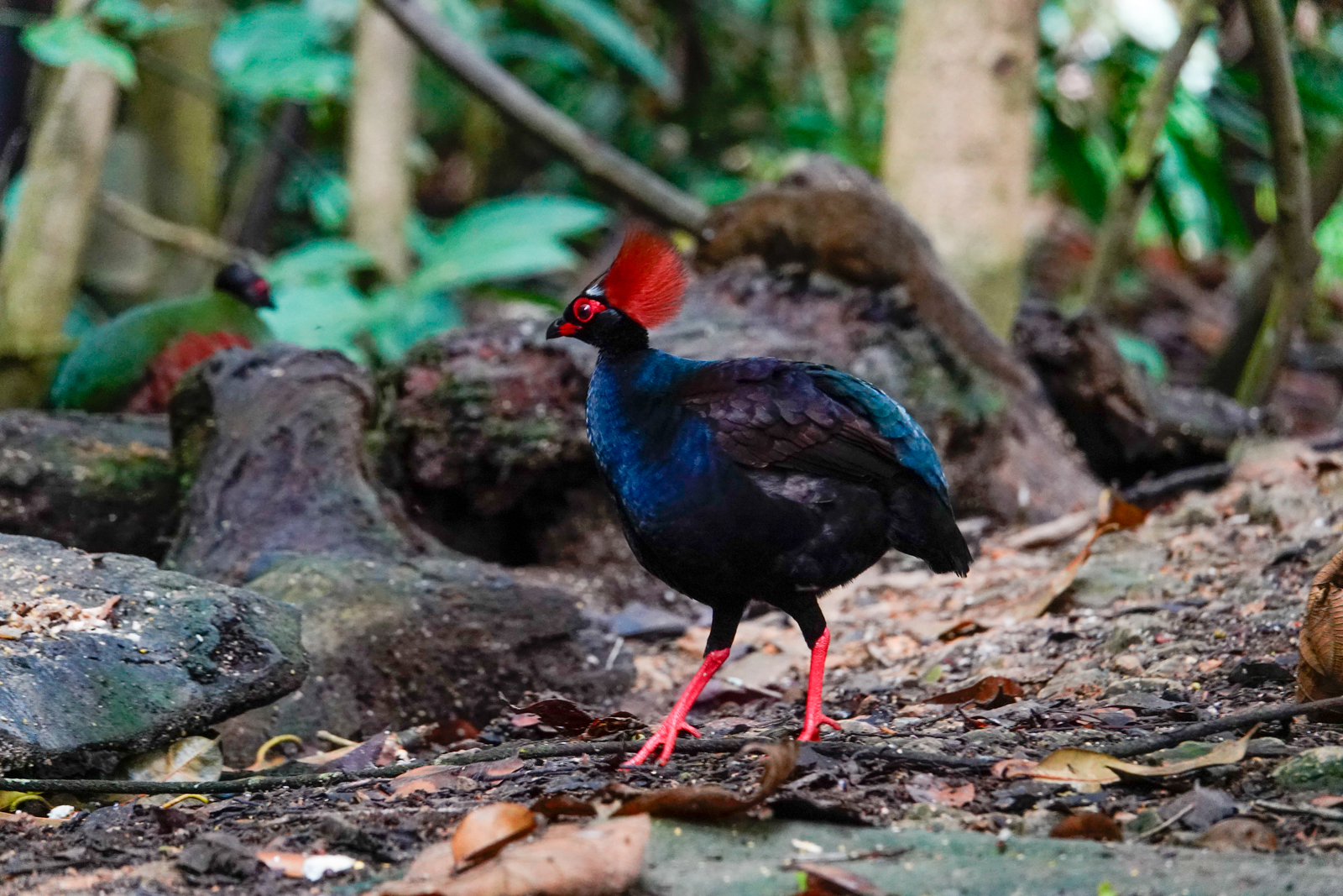 Crested Partridge