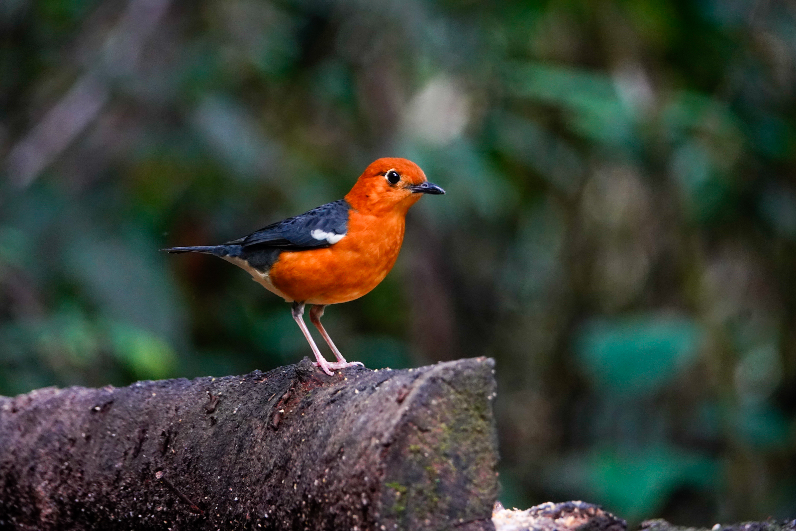 Orange-headed Thrush