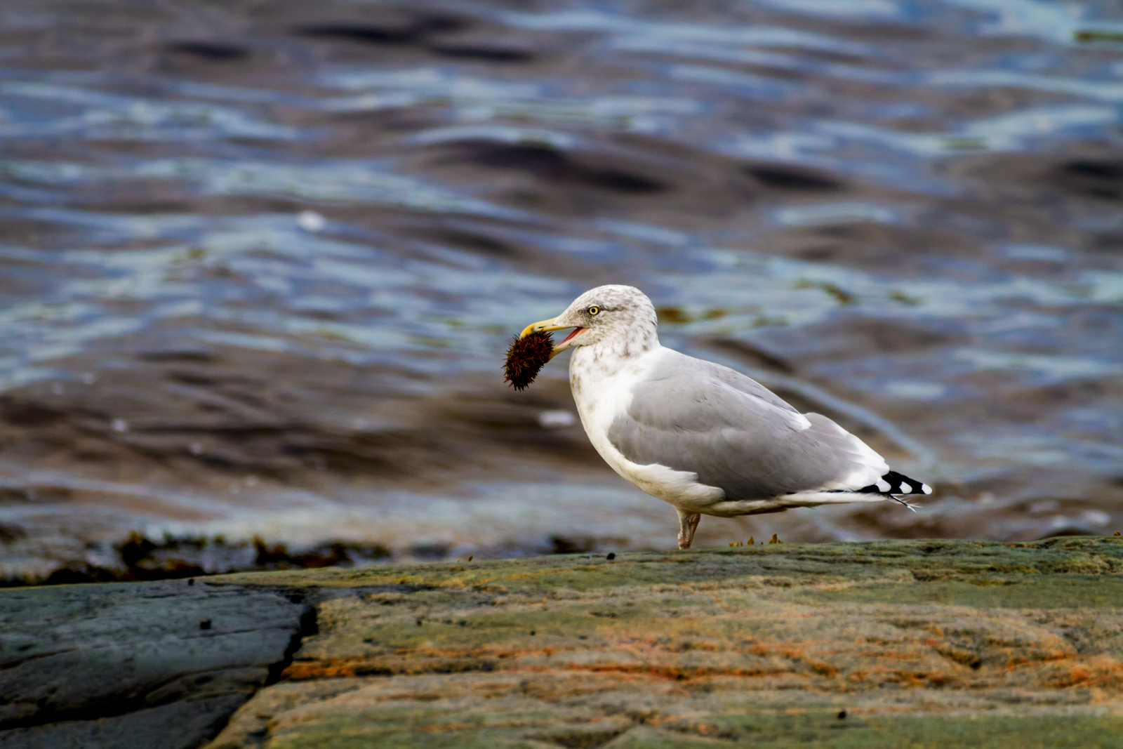 American Herring Gull