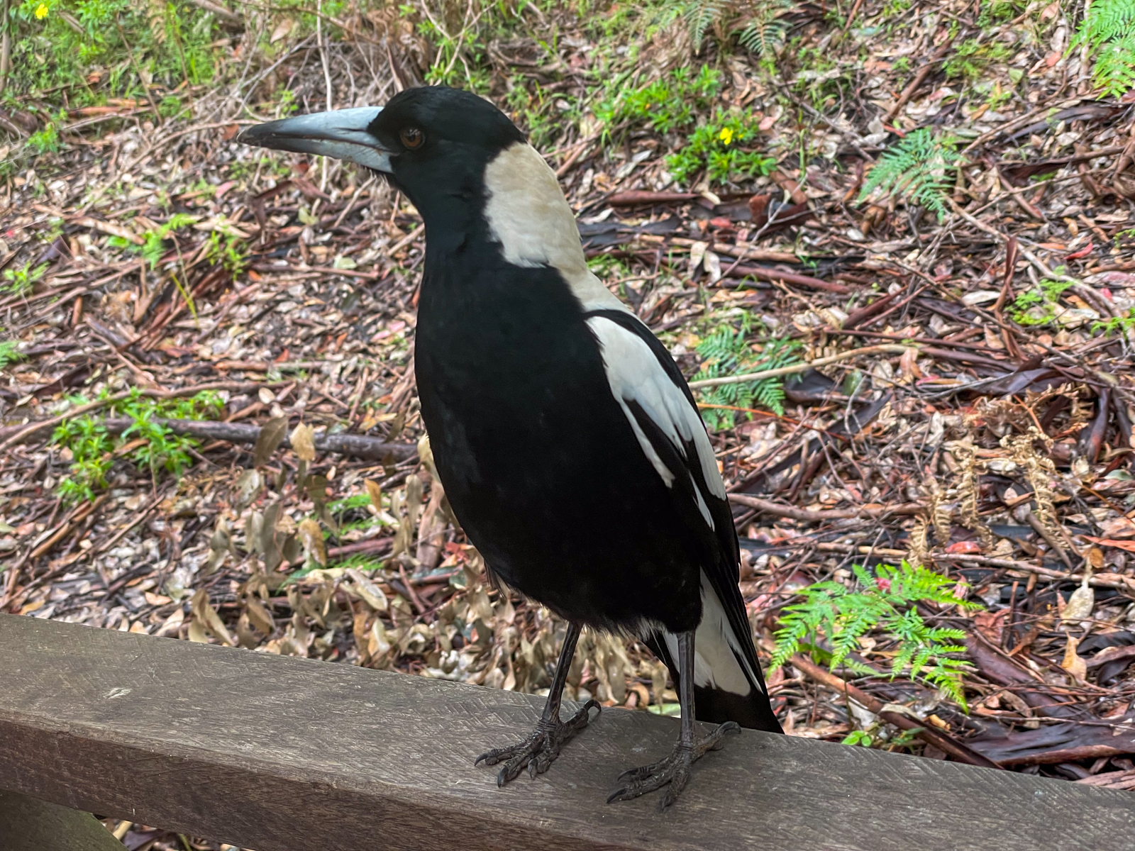 Australasian Magpie