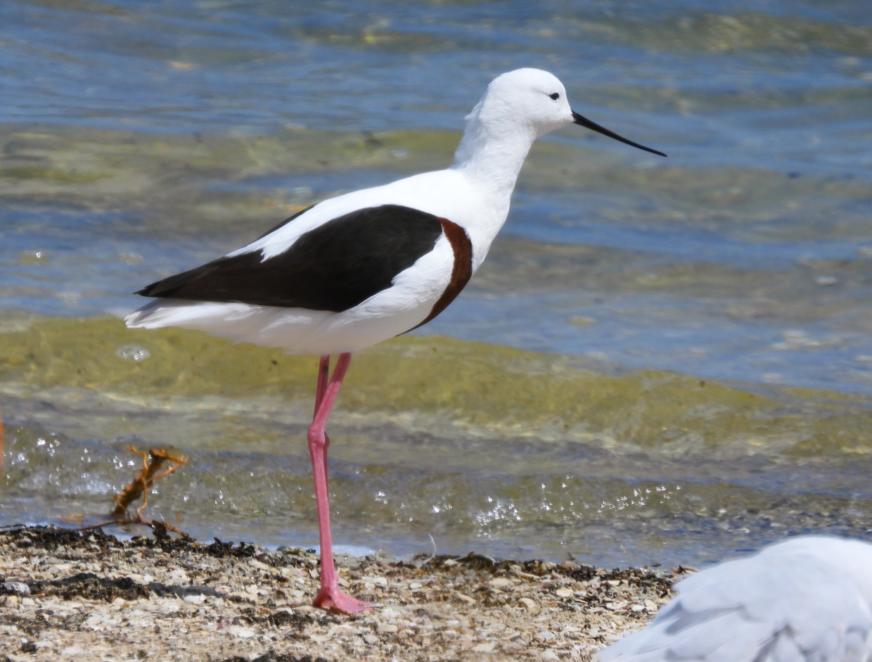 Banded Stilt