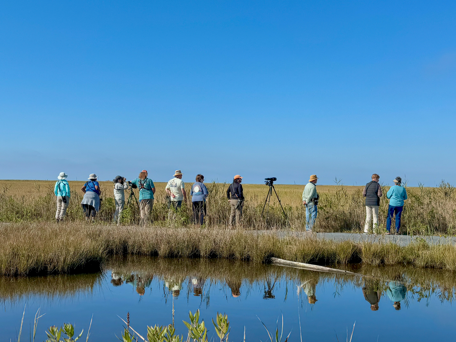 Birding the South Cape May Meadows