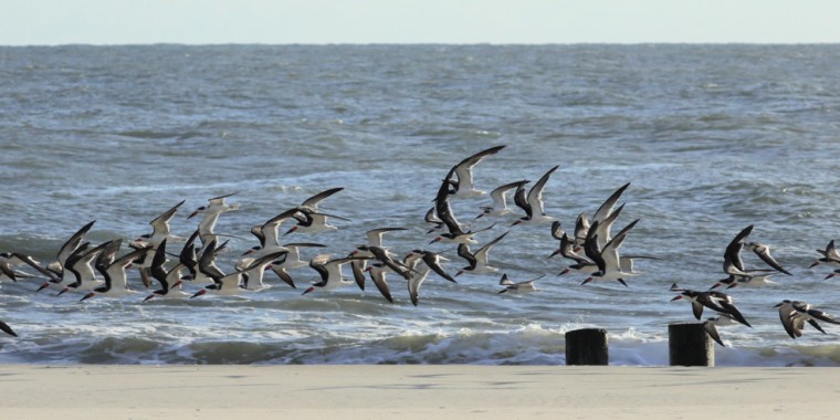 Cape May Fall Migration Trip Report 2025