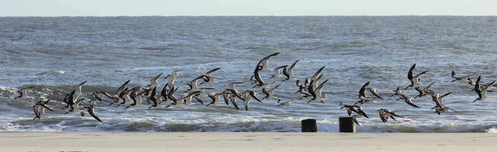 Black Skimmers at Queens Street Jetty
