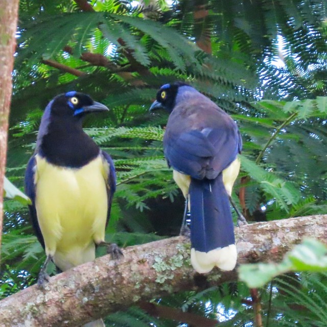 Black-chested Jays