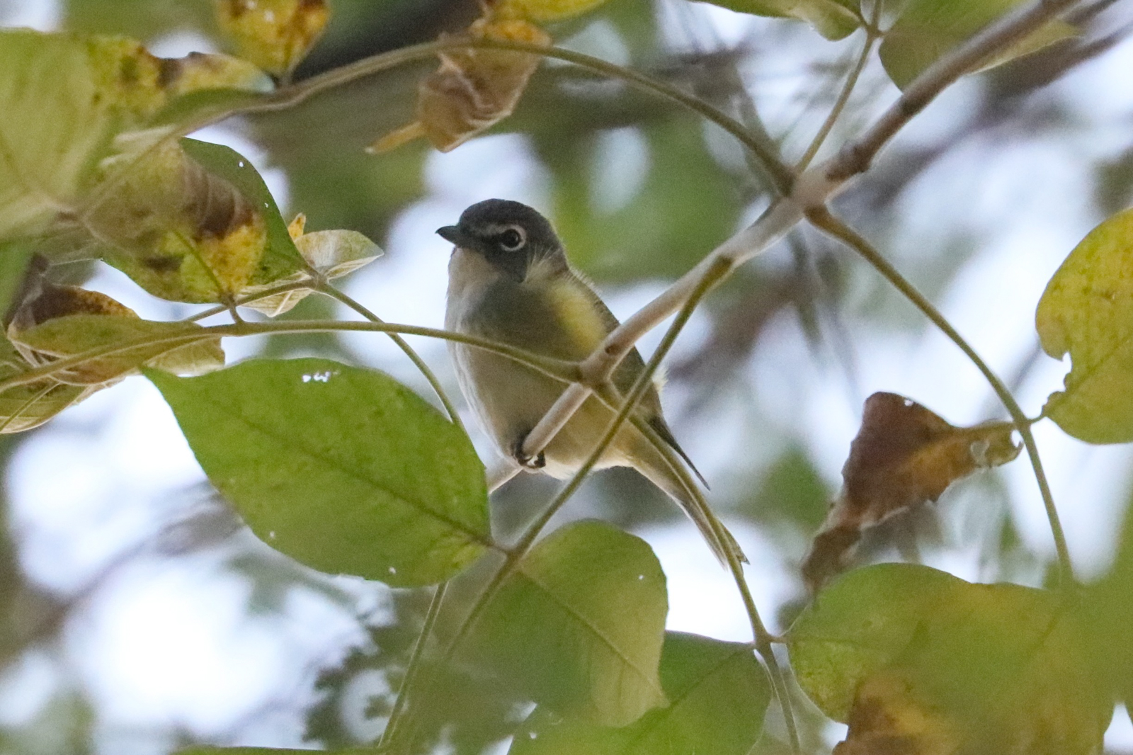Blue-headed Vireo
