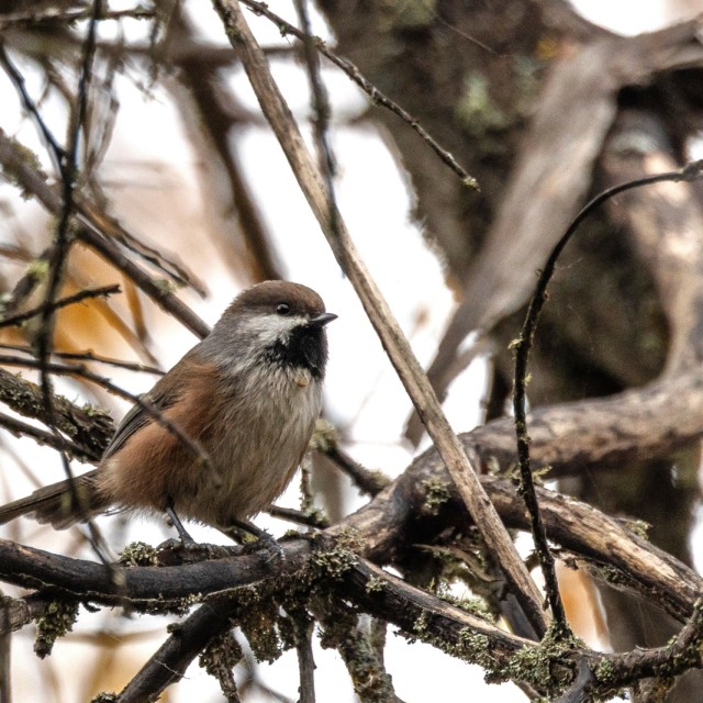 Boreal Chickadee
