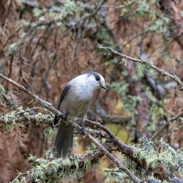 Canada Jay