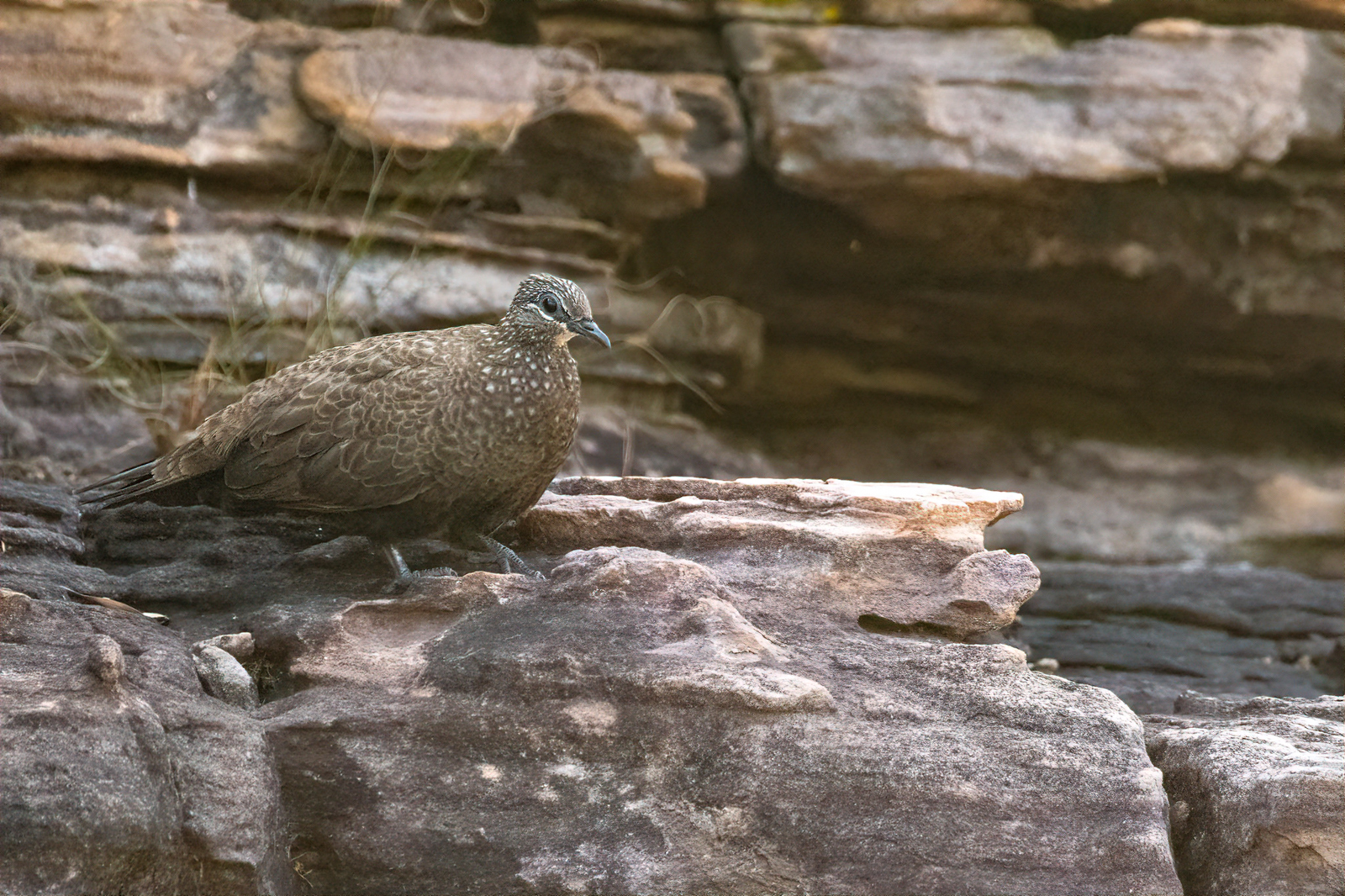 Chestnut-quilled Rock Pigeon