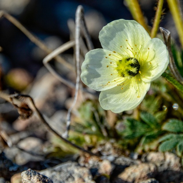 Arctic Poppy
