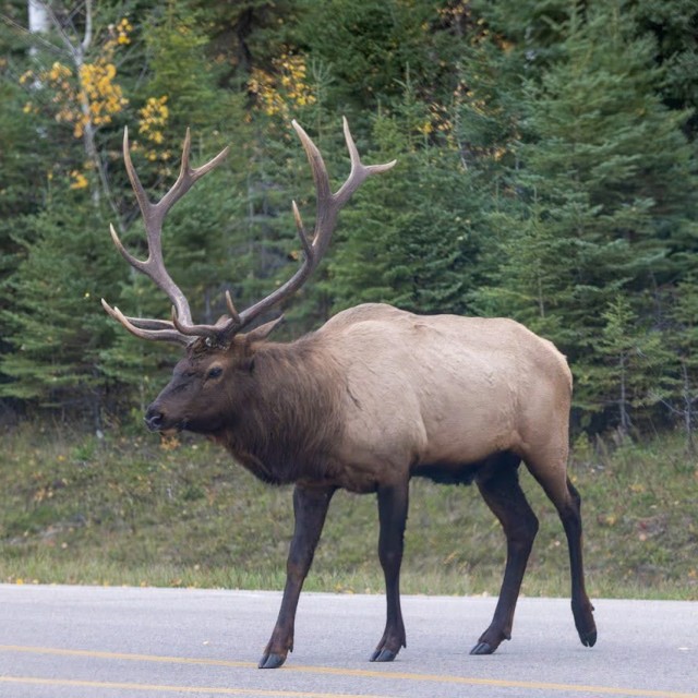Elk bull
