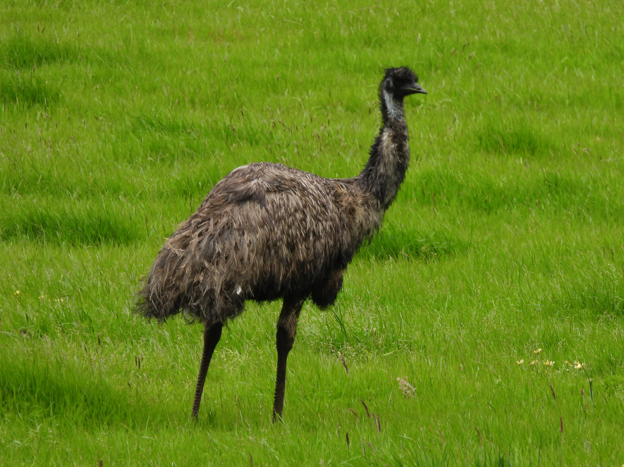 Emu