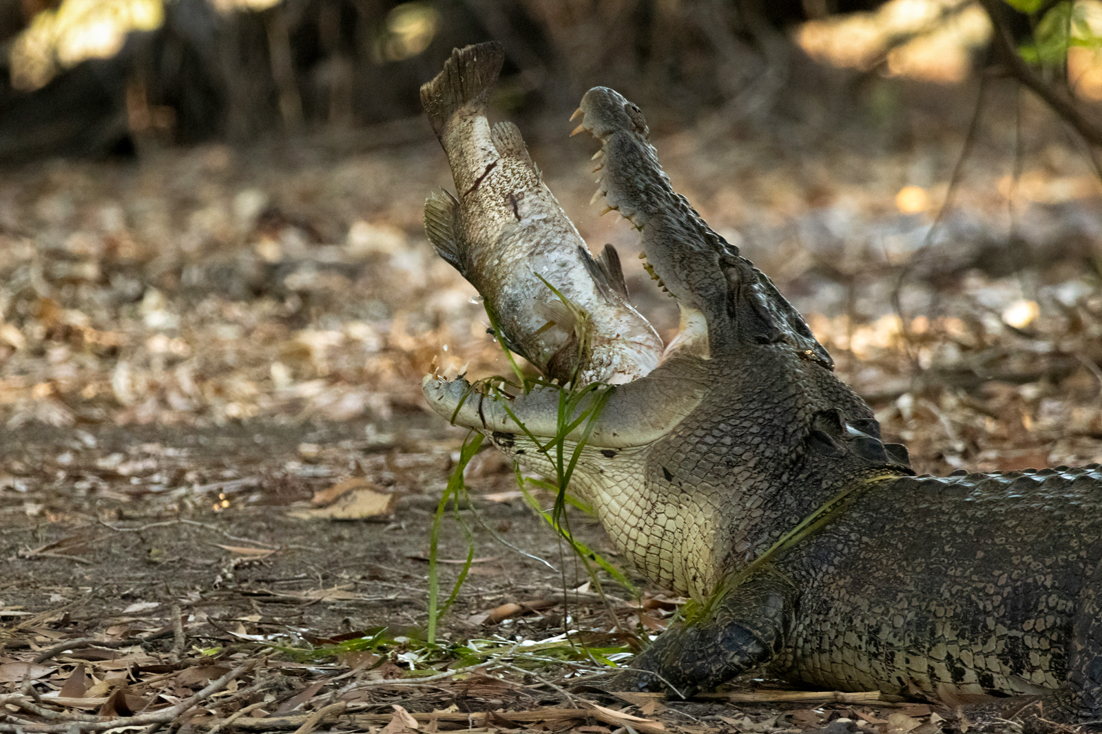 Estuarine Crocodile