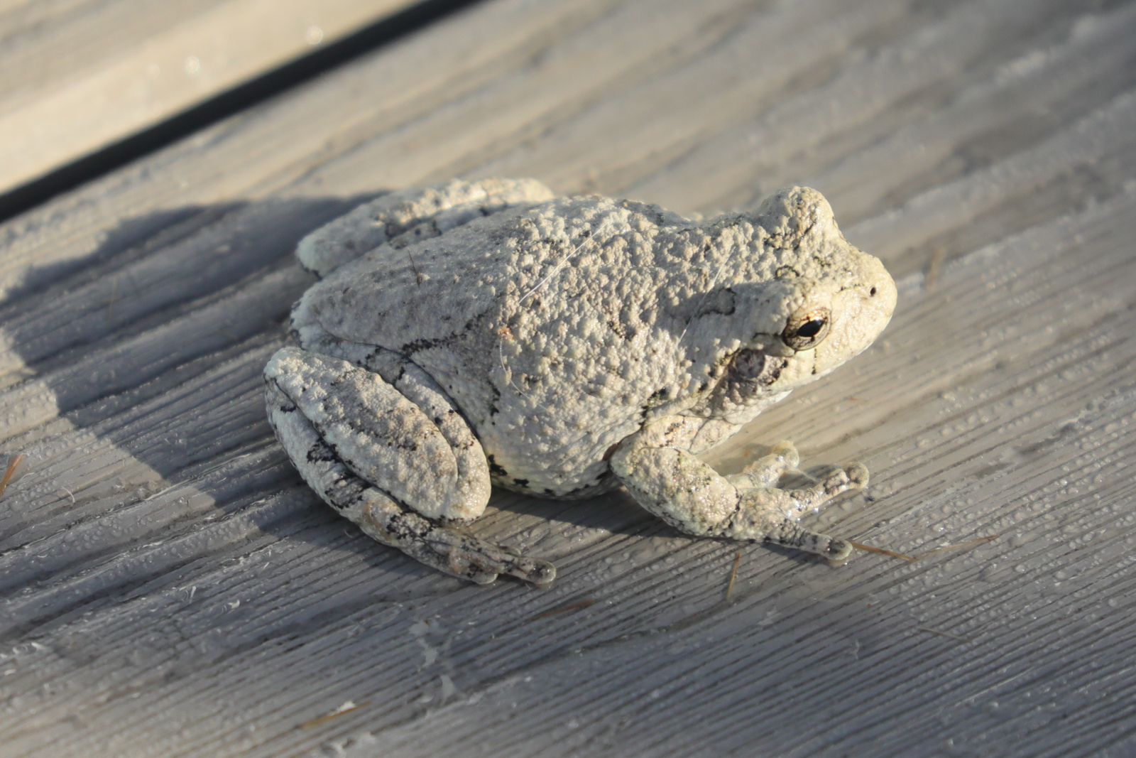 Gray Treefrog