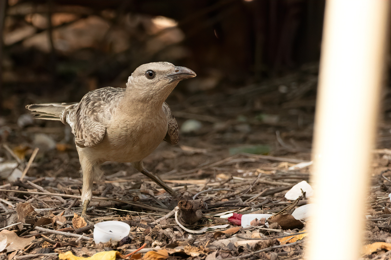 Great Bowerbird