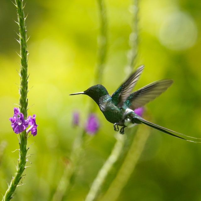 Green Thorntail