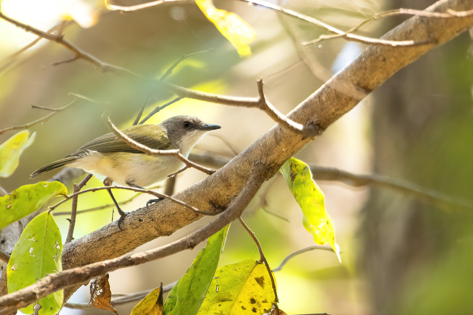 Green-backed Gerygone