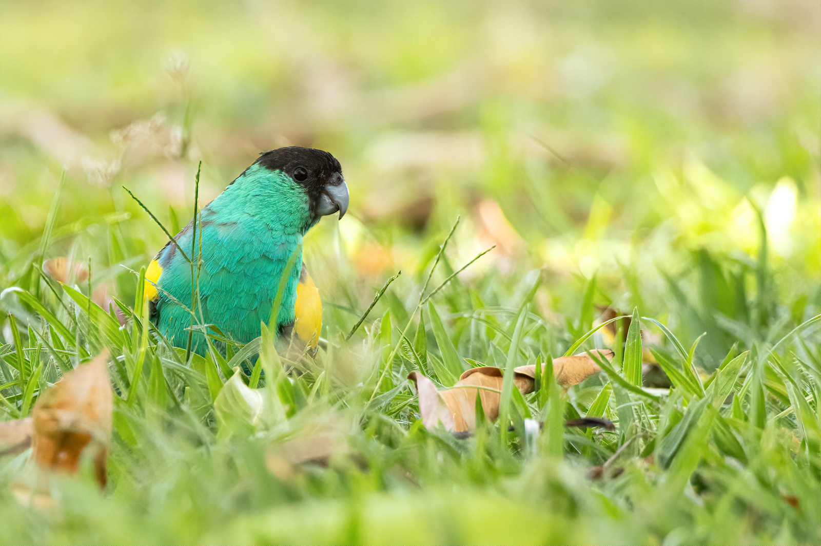 Hooded Parrot