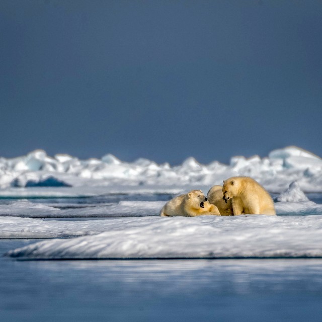 Polar bears on ice