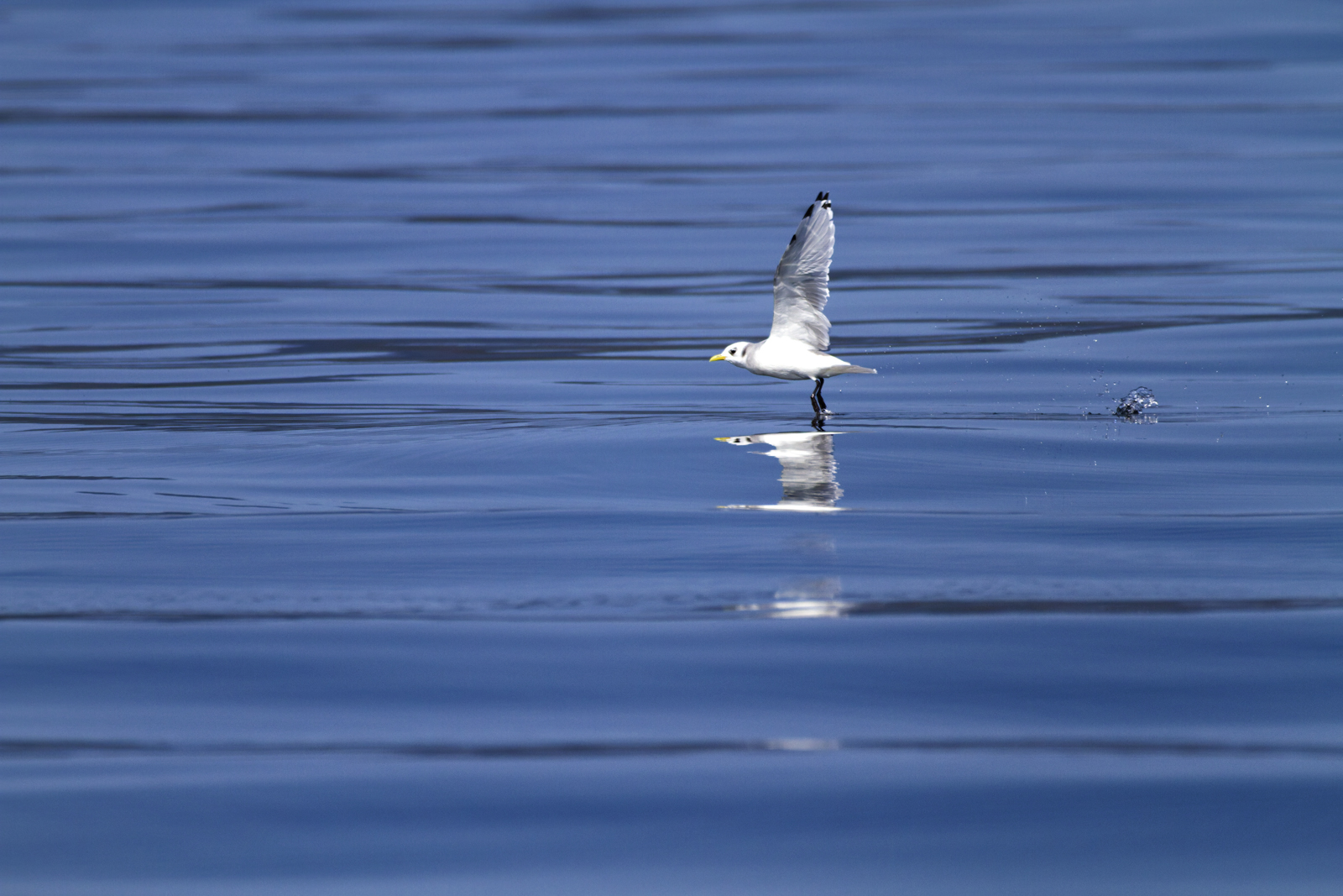 Black-legged Kittiwake