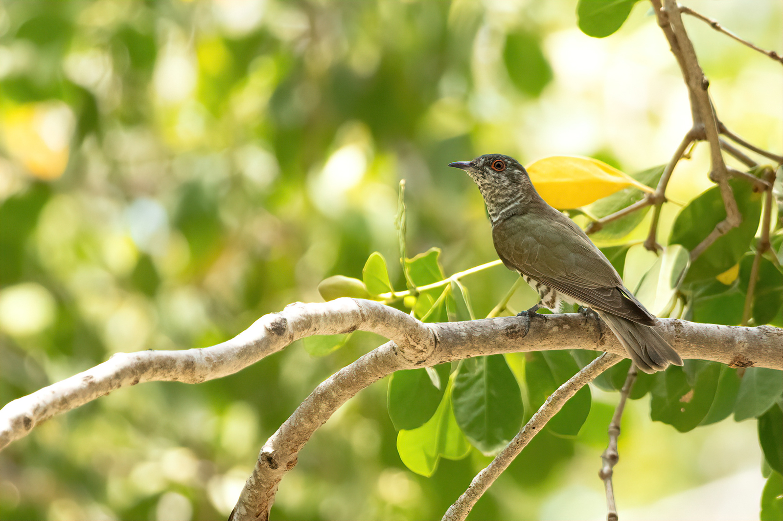 Little Bronze Cuckoo