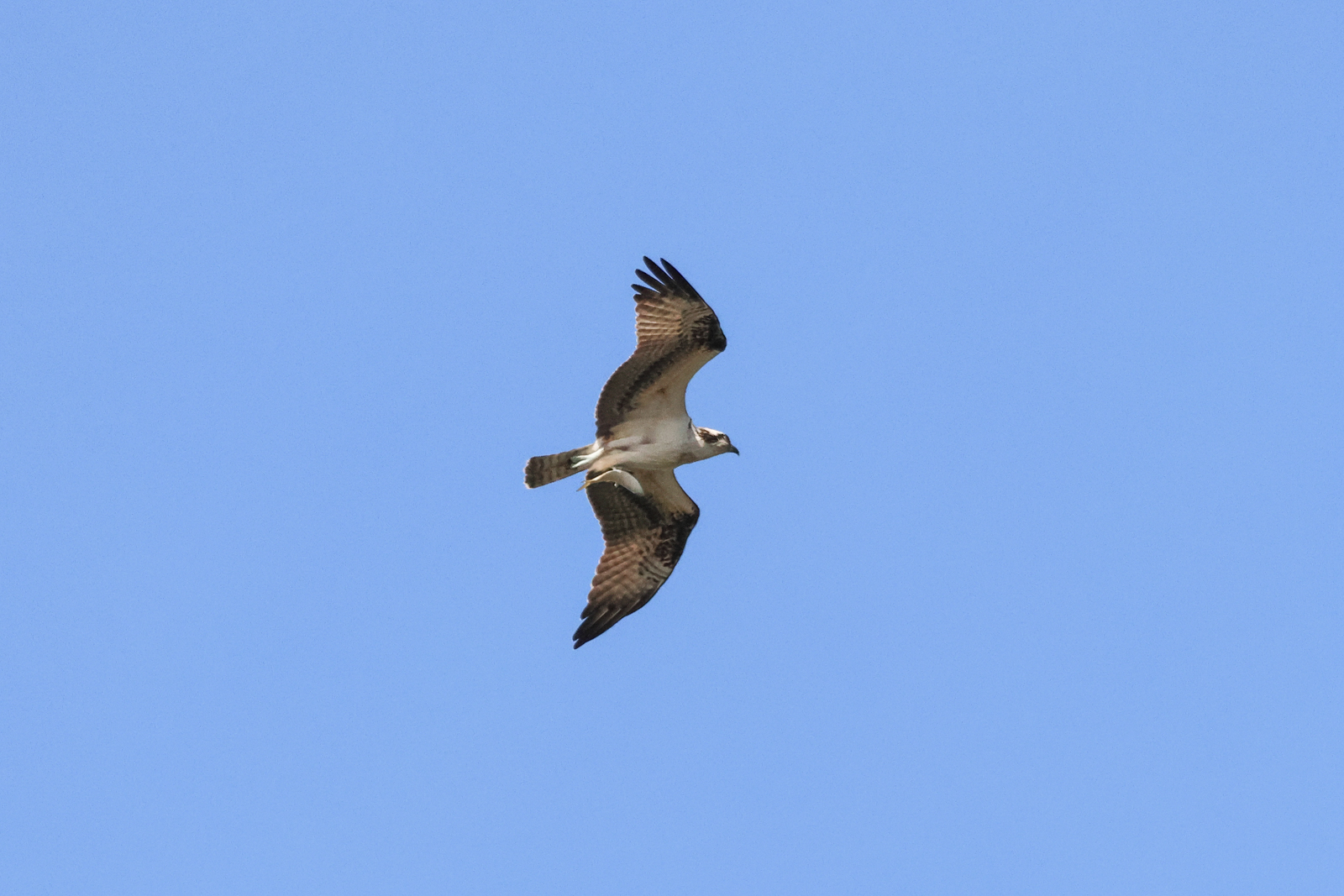Osprey