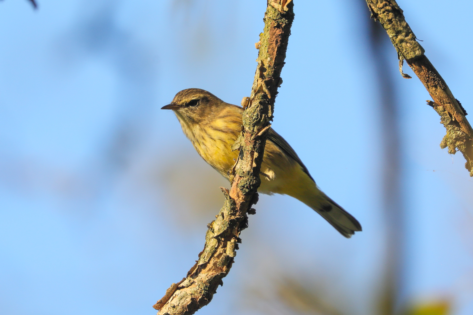 Palm Warbler
