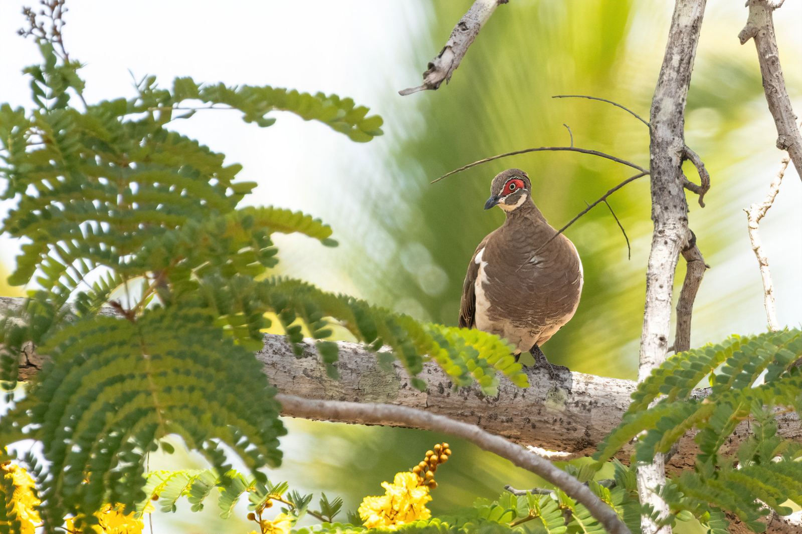 Partridge Pigeon