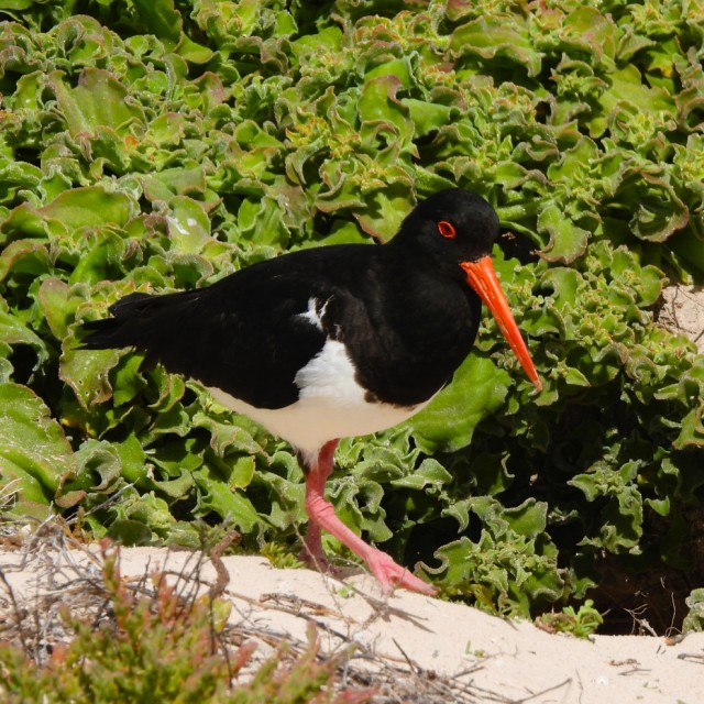 Pied Oystercatcher