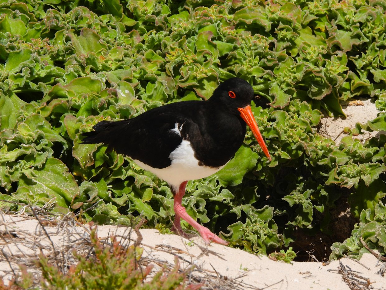 Pied Oystercatcher 