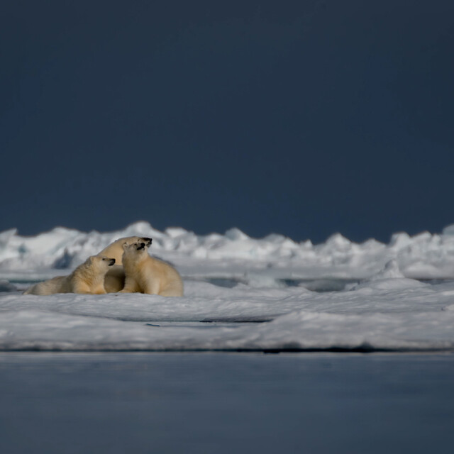 Polar bears