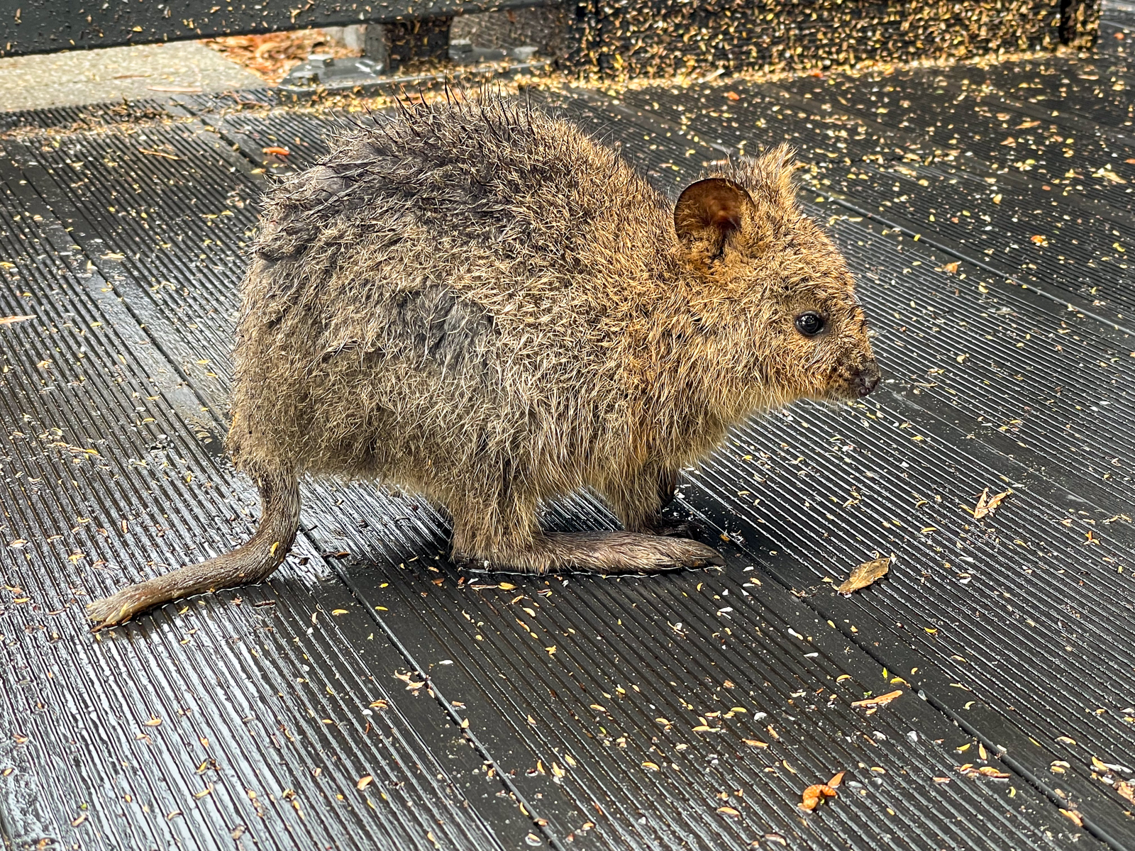 Quokka