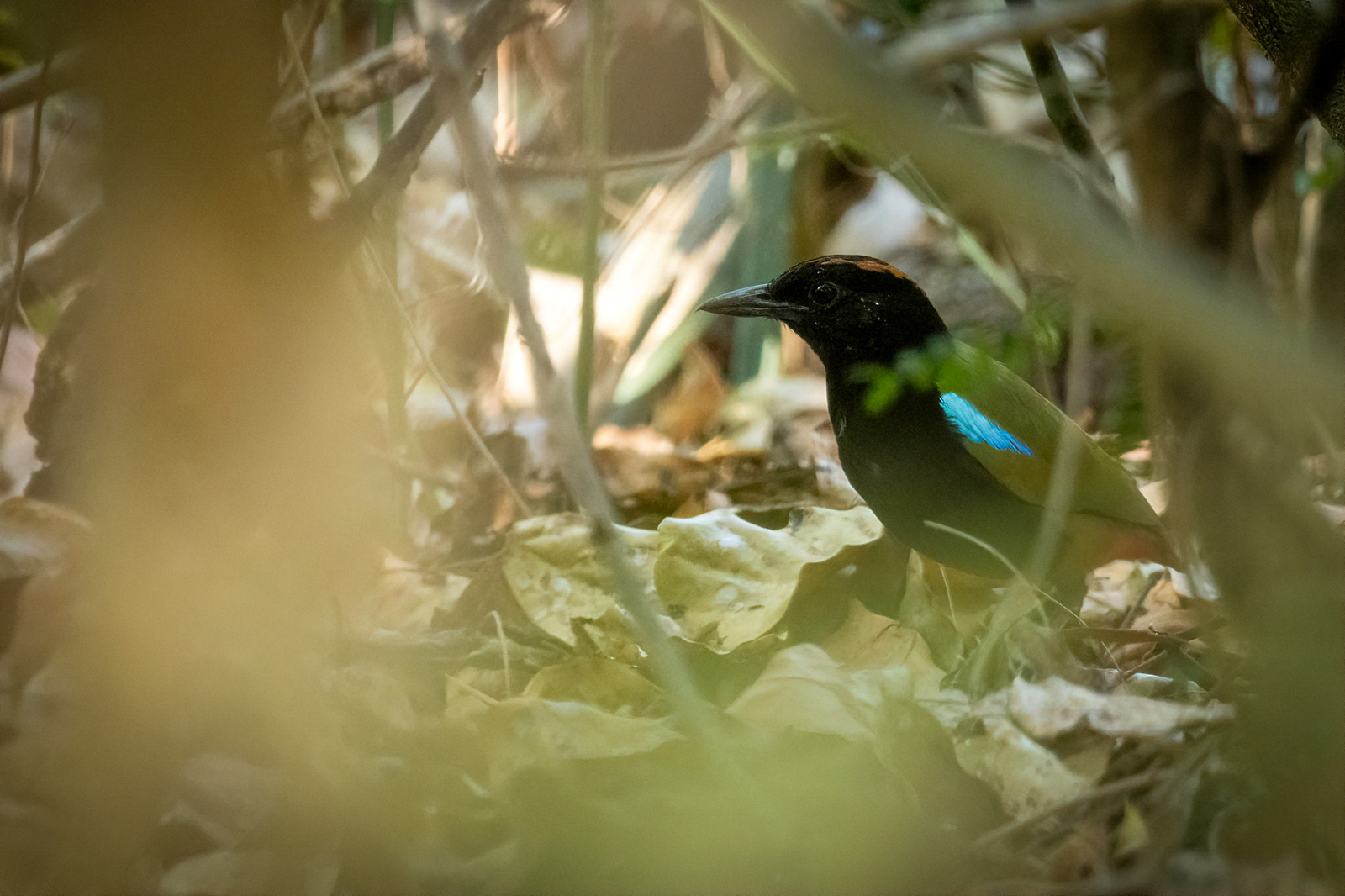 Rainbow Pitta