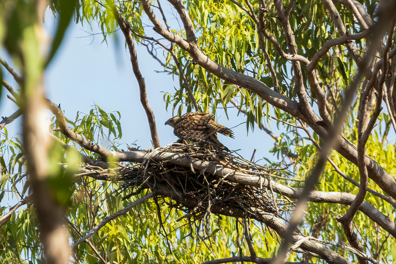 Red Goshawk
