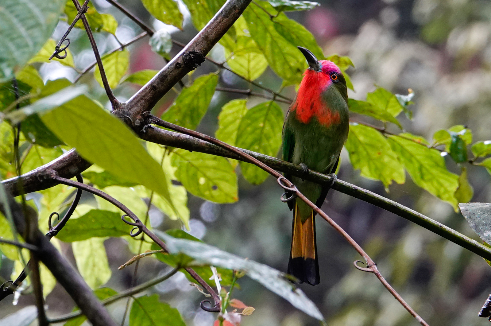 Red-bearded Bee-eater